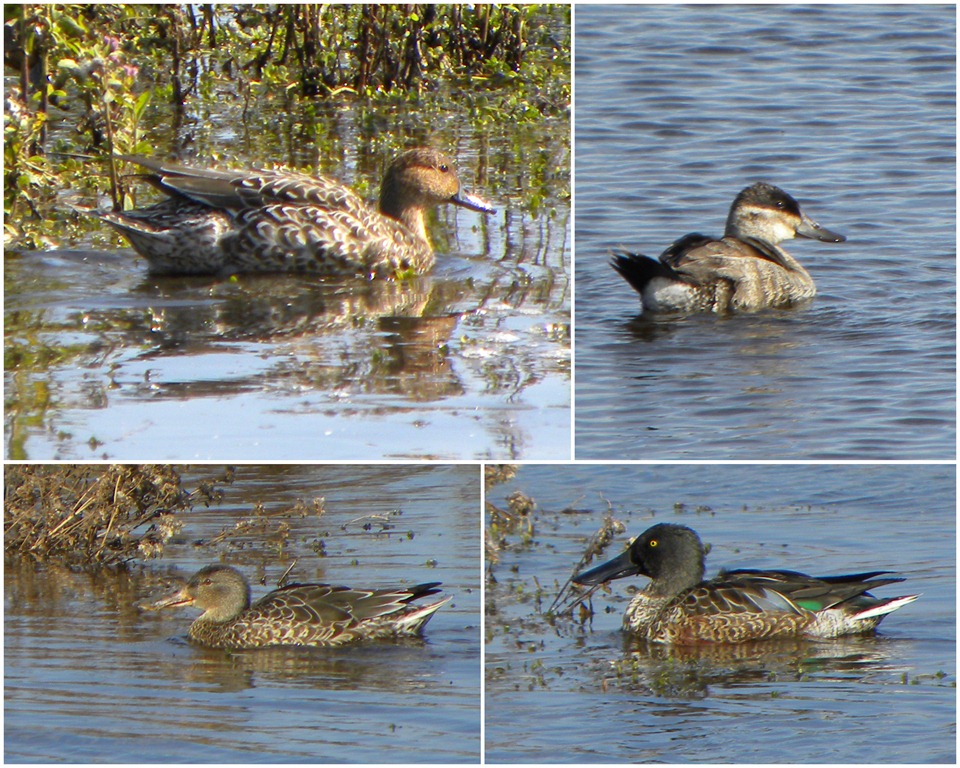 [duck collage[5].jpg]