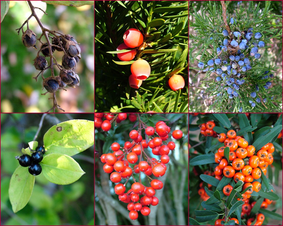 [colorful-berries4.jpg]