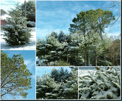 Snow after collage1