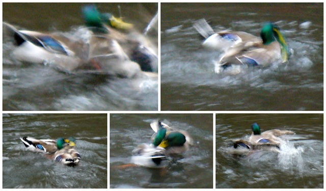 [duck fight collage[5].jpg]