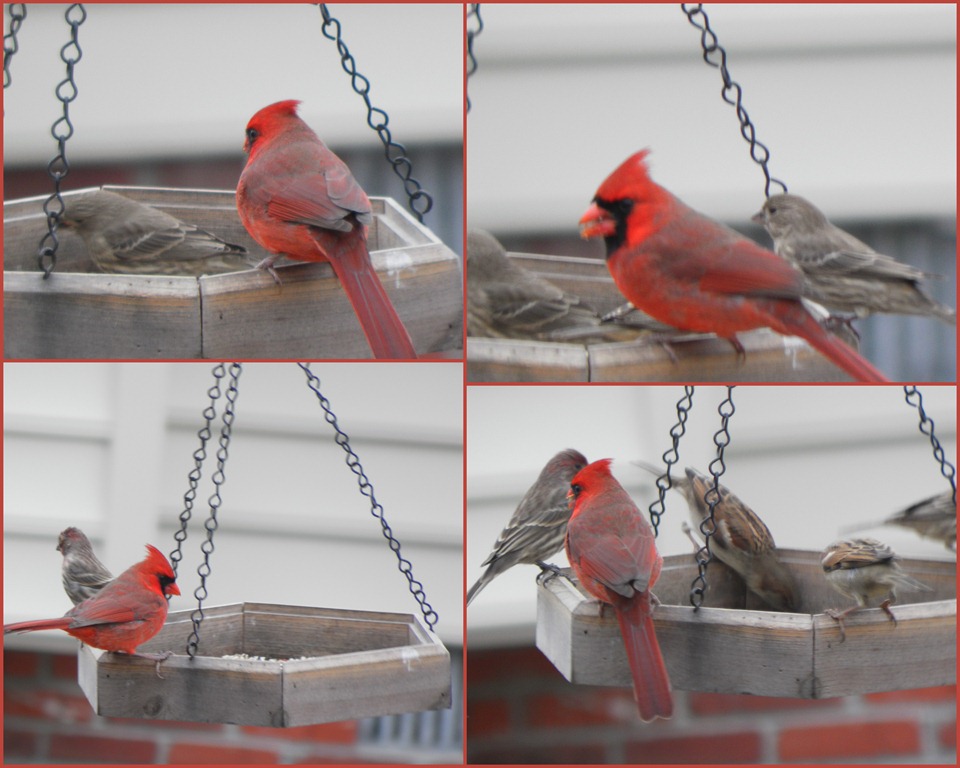 [cardinal collage[5].jpg]