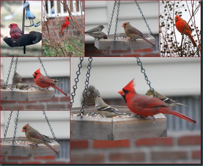 cardinal MF collage