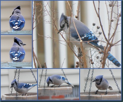 bluejay collage