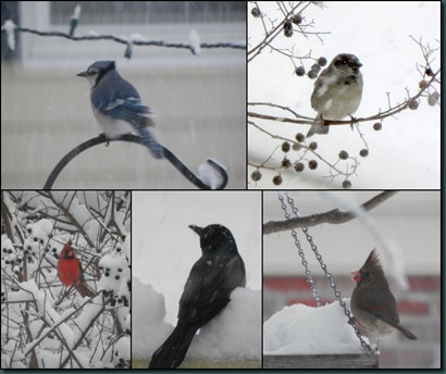 birds collage