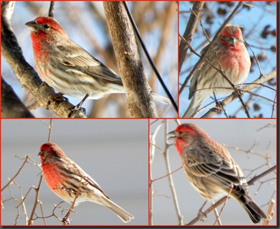 male housefinch collage