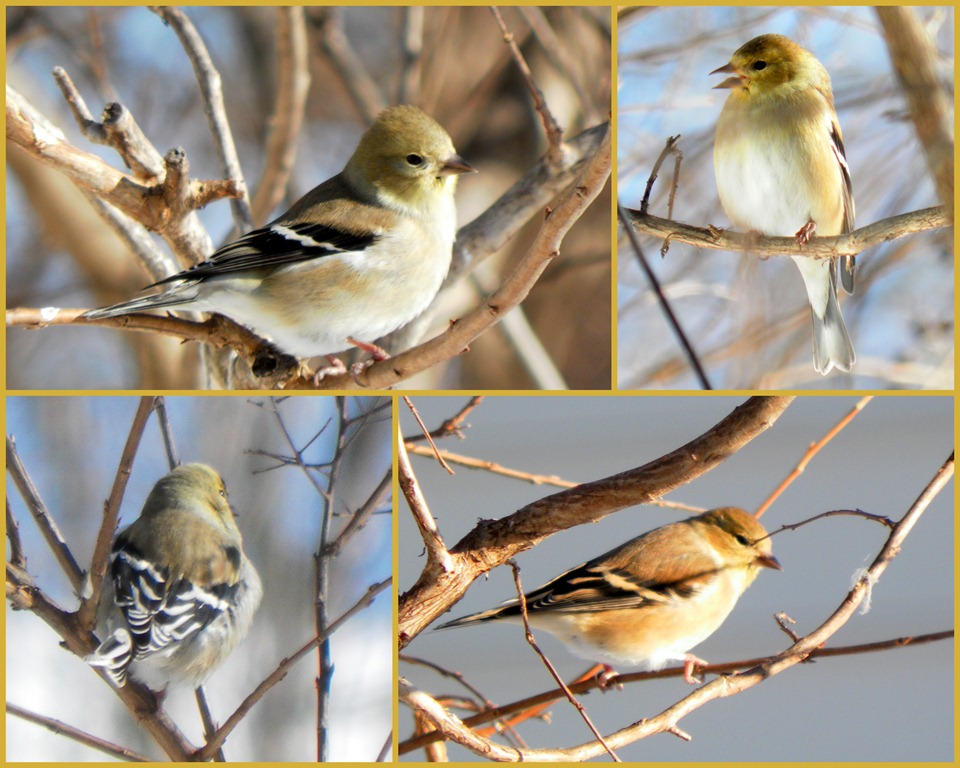 [goldfinch collage2[5].jpg]
