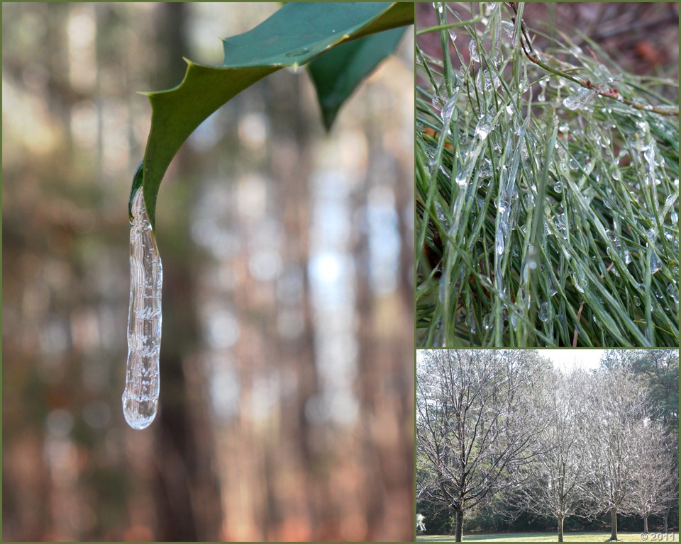 [icey-trees-collage9.jpg]