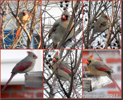 cardinal female collage1