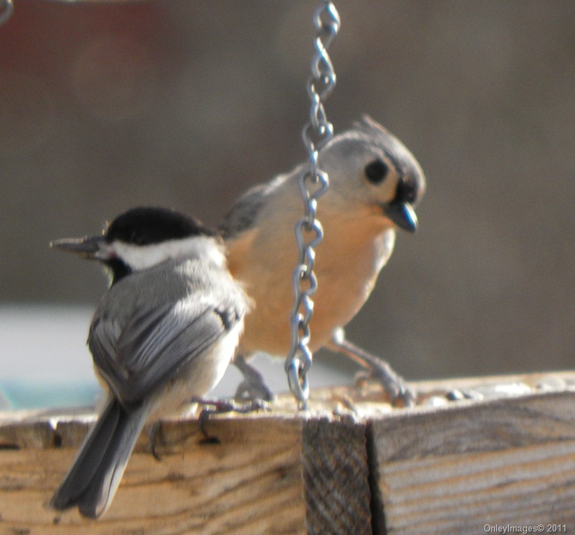 [tufted titmouse021511 (1)[13].jpg]