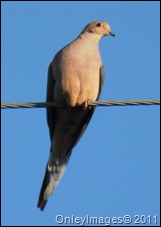 mourning dove030211 (2)