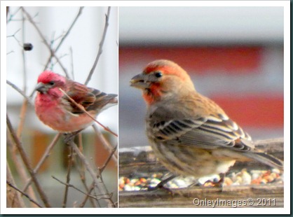 male finch collage2