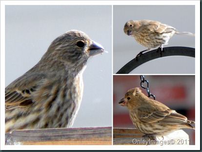 female finch collage2