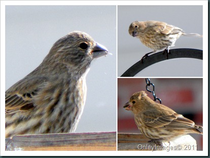 female finch collage2 female finch collage2