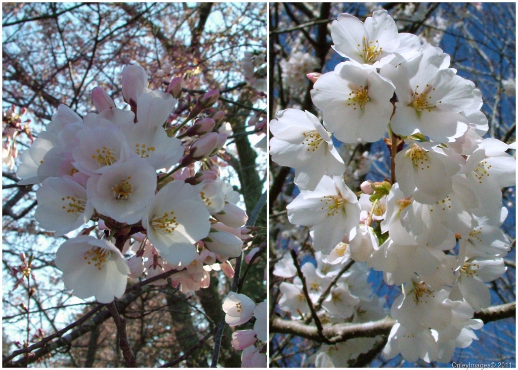 [cherry blossom collage[15].jpg]
