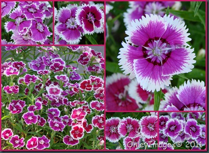 dianthus patio collage0502