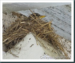 nesting robin