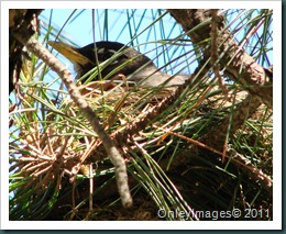 robin nest in pine