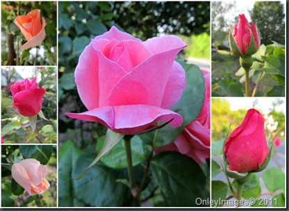 rose bud collage2