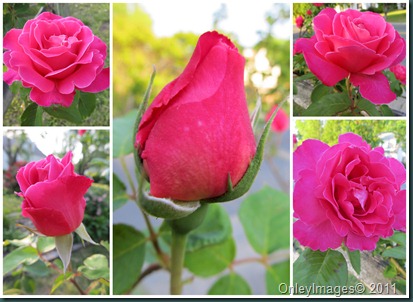 pink rose collage2