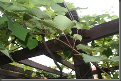 IMG_7928 IMG_7928