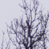 Tamron 135 f2.8
