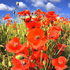 Poppies 2009 06 19