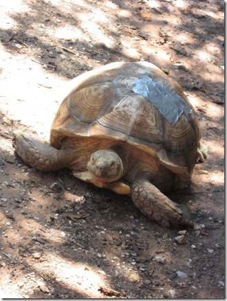 7-21-09 norman zoo 032
