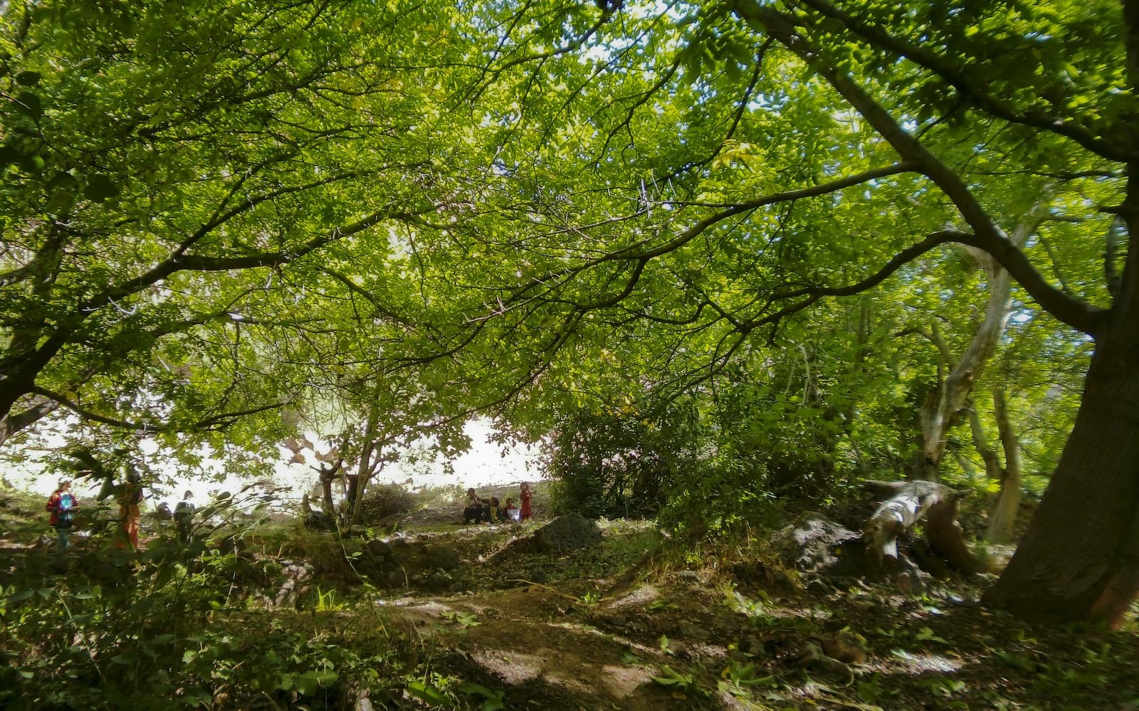[Recogida-nueces_Vista-terrazas[2].jpg]