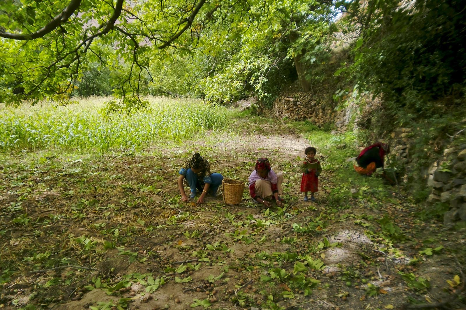 [Recogida-nueces_Recogiendo-nueces-del-suelo[2].jpg]