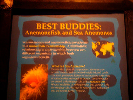 Как эстрадные звезды России украшали дома