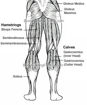 [leg-muscle-back[2].jpg]