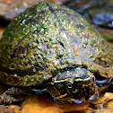 Common Musk Turtle