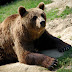Gradina Zoo Brasov-13.jpg