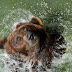 Gradina Zoo Brasov-02.jpg