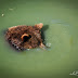 Gradina Zoo Brasov-04.jpg