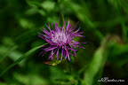 Flori macro-02.jpg