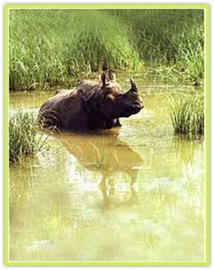 indian-rhinos