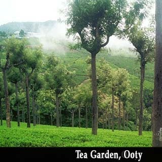 [tea-garden.jpg]