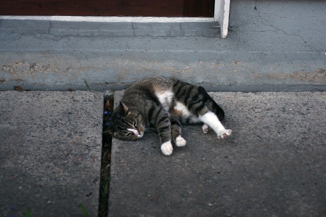 IMG_1459 IMG_1459