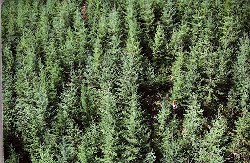 A Potlatch Corporation forester is dwarfed by a young stand of trees growing on company lands in Idaho. Managed forests like this one provide almost all of the wood fiber consumed in the United States. These forests are owned by industrial landowners, like Potlatch, or non-industrial landowners - usually families - whose management objectives frequently involve the creation or protection of wildlife habitat. Interestingly, non-industrial lands provide more wood fiber for the nation than do more intensively managed industrial timberlands.