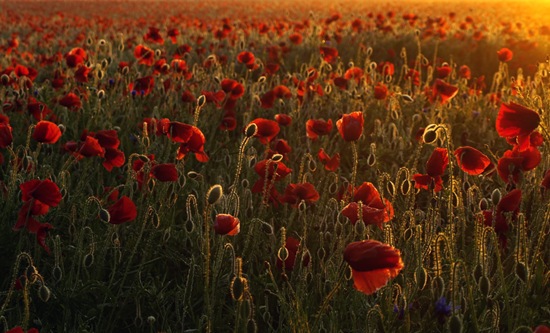 HD Nature Wallpapers