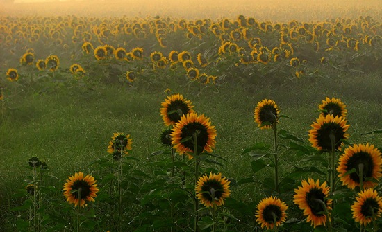 HD Nature Wallpapers