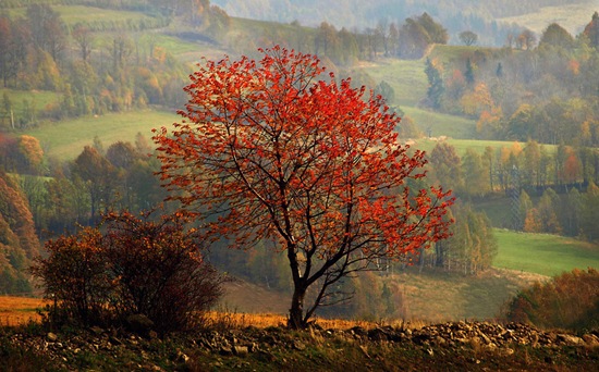 HD Nature Wallpapers
