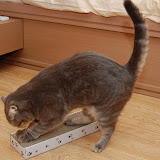scratch