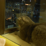 nightview