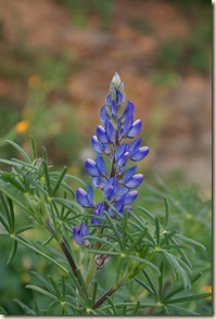 06 - Un fiore blu