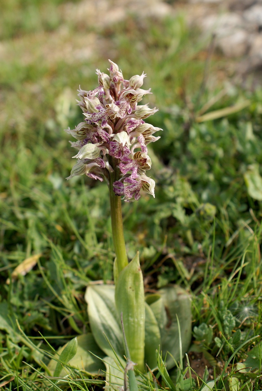 [07 - Un orchidea[5].jpg]