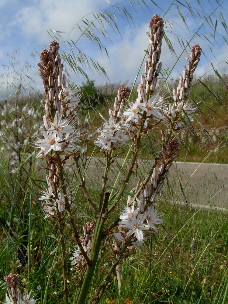 [PIC - 008-Sardegna IRI Vermentino e Corsica - 119[5].jpg]