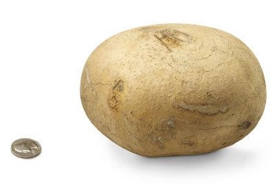 32 jicama