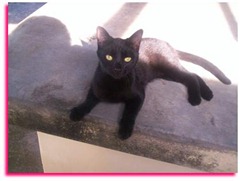 041907_1310_Cats1